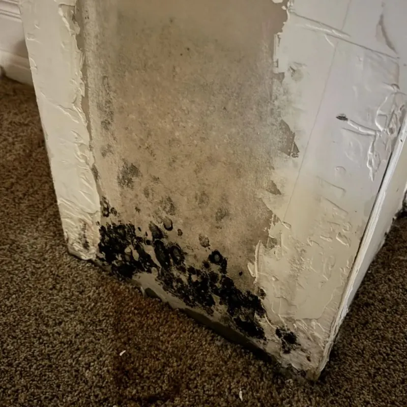 Professional Mold Removal in Miami County, OH